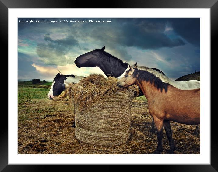 Horses and hay Framed Mounted Print by Derrick Fox Lomax