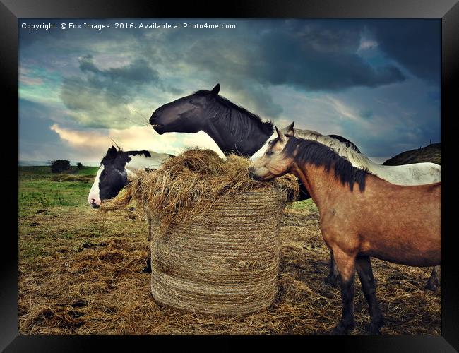 Horses and hay Framed Print by Derrick Fox Lomax