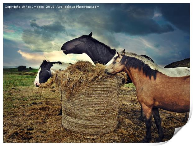Horses and hay Print by Derrick Fox Lomax