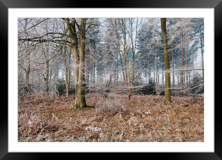 Woodland covered in frost. Norfolk, UK. Framed Mounted Print by Liam Grant