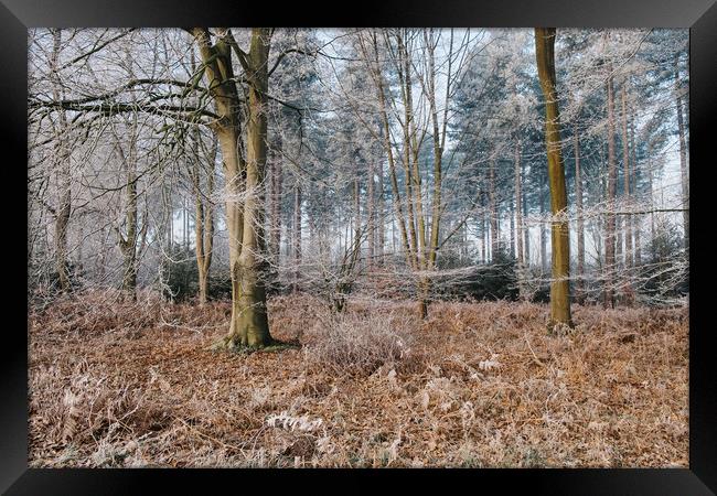 Woodland covered in frost. Norfolk, UK. Framed Print by Liam Grant