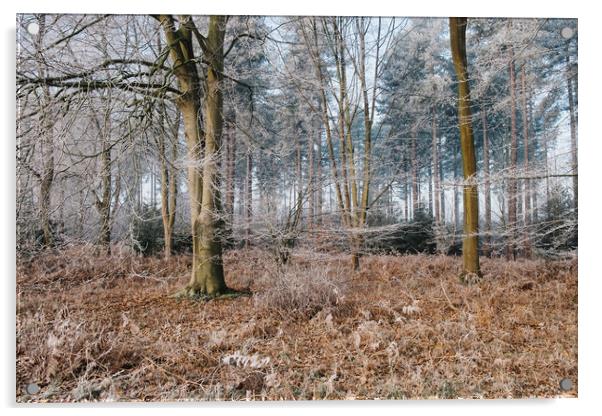 Woodland covered in frost. Norfolk, UK. Acrylic by Liam Grant