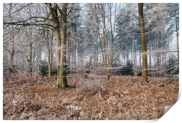 Woodland covered in frost. Norfolk, UK. Print by Liam Grant