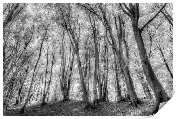 The Ghost Forest Print by David Pyatt