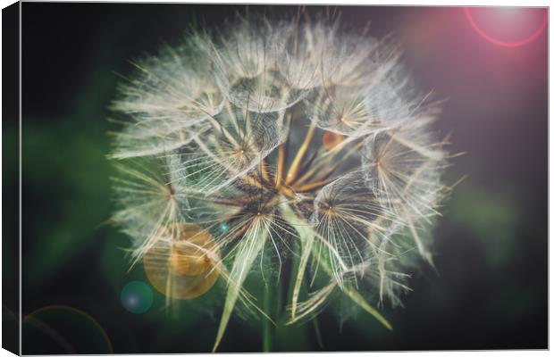 Giant dandelion seed head Canvas Print by Sara Melhuish