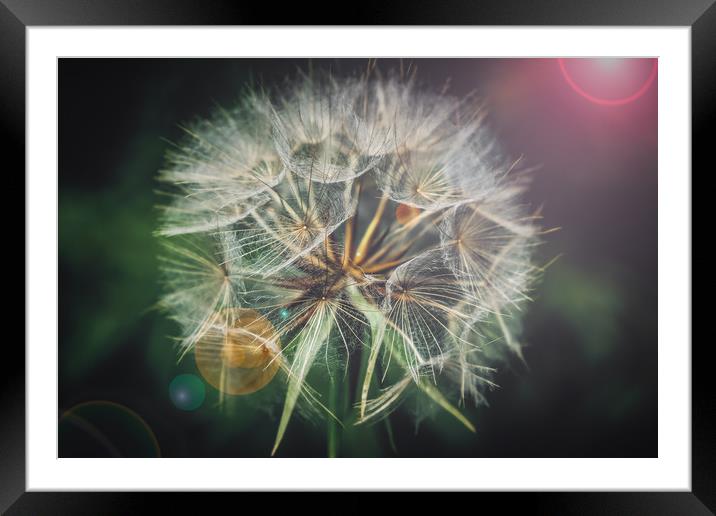 Giant dandelion seed head Framed Mounted Print by Sara Melhuish