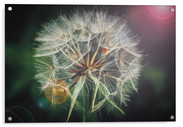 Giant dandelion seed head Acrylic by Sara Melhuish