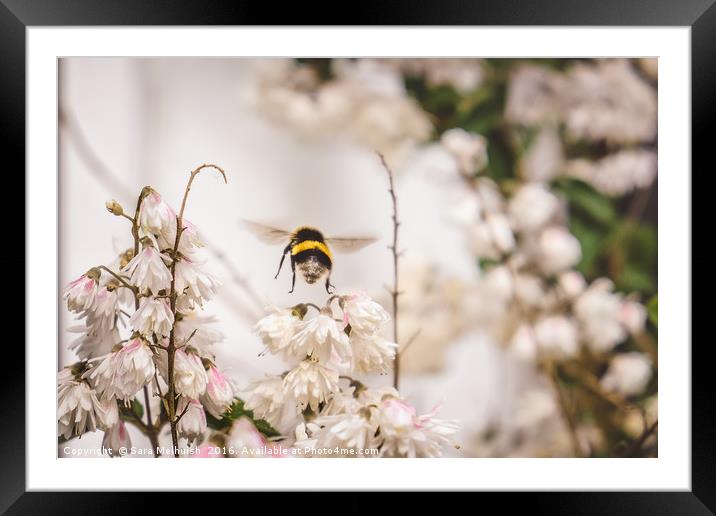 Hovering bee Framed Mounted Print by Sara Melhuish