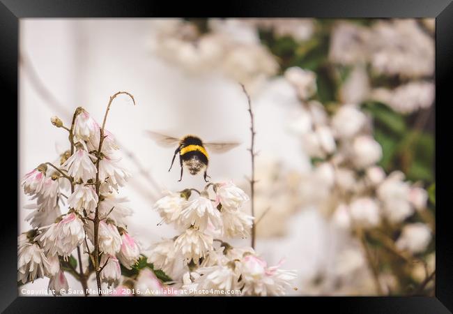 Hovering bee Framed Print by Sara Melhuish