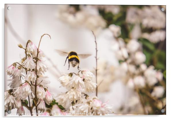 Hovering bee Acrylic by Sara Melhuish