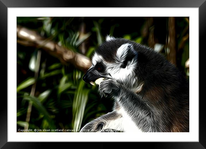 Lemur Framed Mounted Print by jim scotland fine art