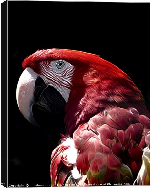 Parrot Canvas Print by jim scotland fine art