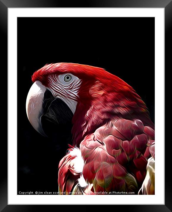Parrot Framed Mounted Print by jim scotland fine art