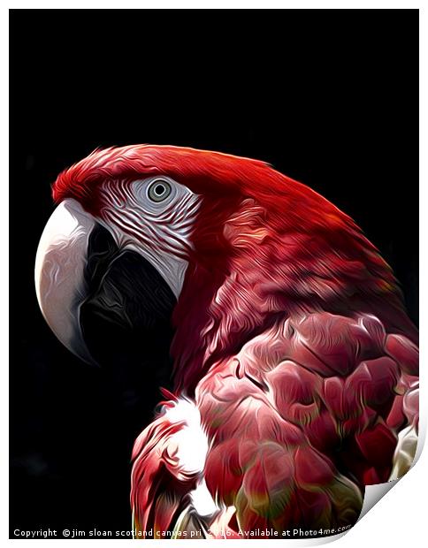 Parrot Print by jim scotland fine art