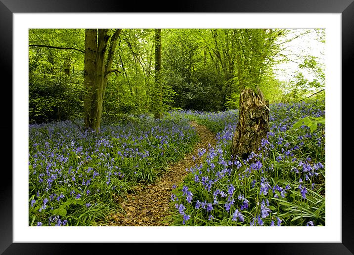 Spring bluebells in Staffhurst Woods Framed Mounted Print by Julie Skone