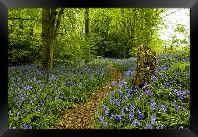 Spring bluebells in Staffhurst Woods Framed Print by Julie Skone