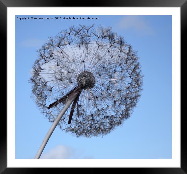 Dandelion  Framed Mounted Print by Andrew Heaps