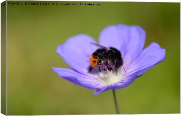 Purple flower & bee Canvas Print by Andrew Heaps