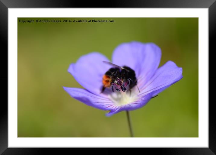 Purple flower & bee Framed Mounted Print by Andrew Heaps