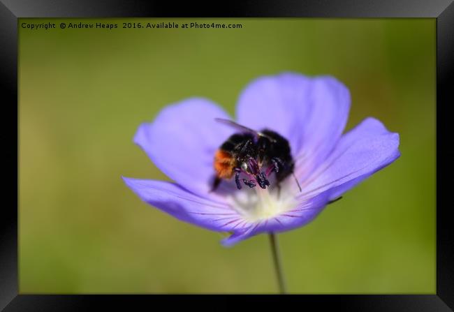 Purple flower & bee Framed Print by Andrew Heaps