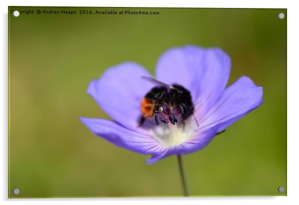 Purple flower & bee Acrylic by Andrew Heaps