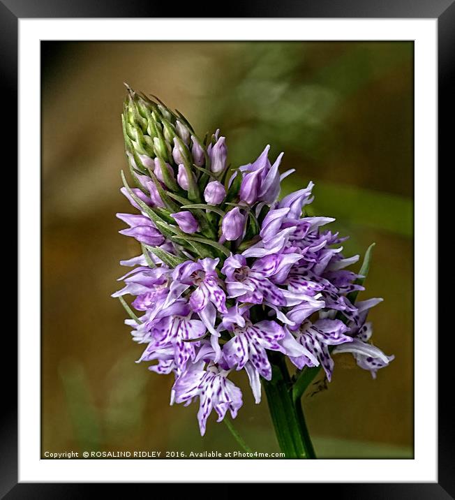 "TINY PYRAMID ORCHID IN THE VERGE" Framed Mounted Print by ROS RIDLEY