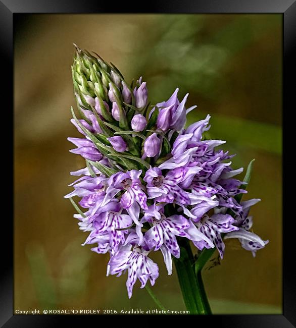 "TINY PYRAMID ORCHID IN THE VERGE" Framed Print by ROS RIDLEY