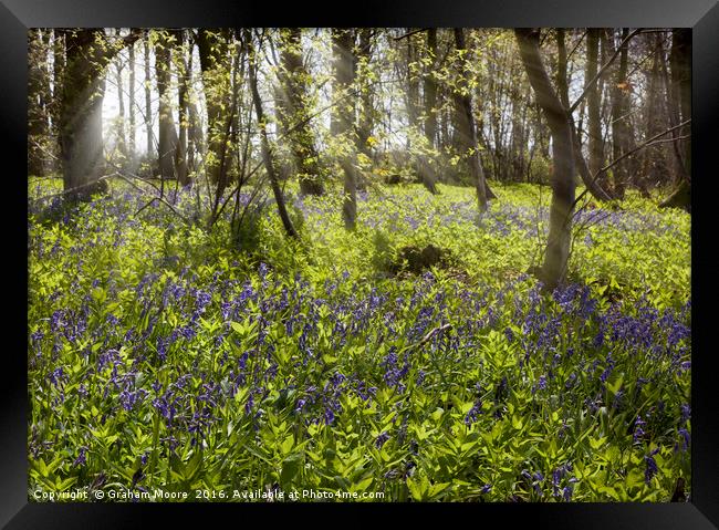 Bluebell wood Framed Print by Graham Moore