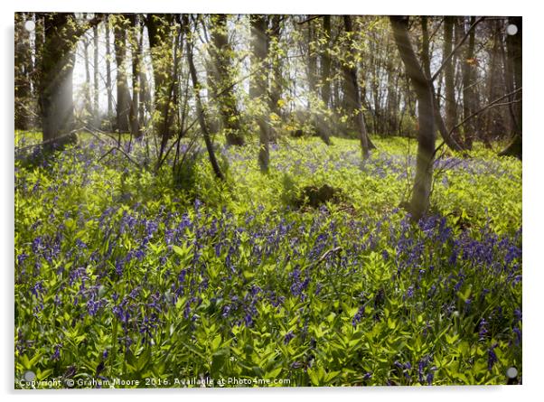 Bluebell wood Acrylic by Graham Moore