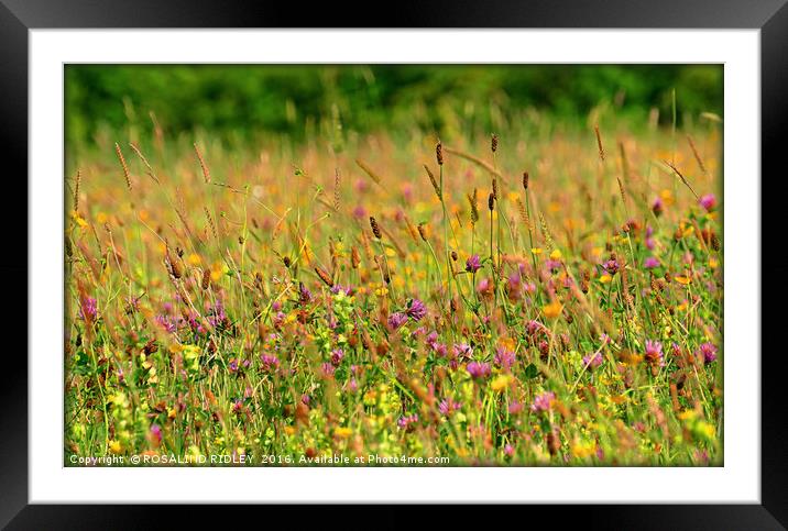 " BLOWING IN THE WIND ...THE  FLOWERS OF RAINTON M Framed Mounted Print by ROS RIDLEY