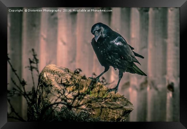 Crow Framed Print by Distortion Photography