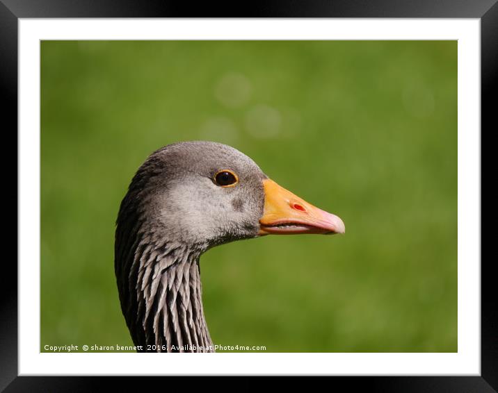 Goosey  Goosey Gander Framed Mounted Print by sharon bennett