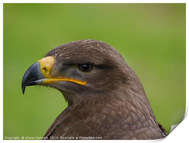 Steppe Eagle Print by sharon bennett