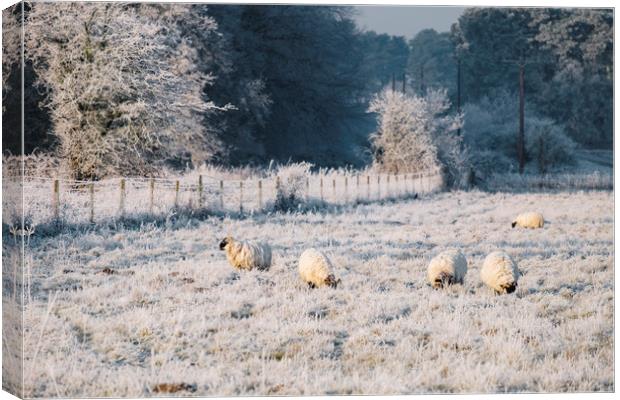 Sheep grazing a frost covered field. Norfolk, UK. Canvas Print by Liam Grant