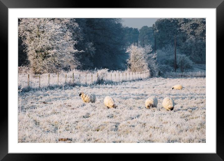 Sheep grazing a frost covered field. Norfolk, UK. Framed Mounted Print by Liam Grant