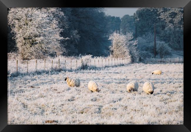 Sheep grazing a frost covered field. Norfolk, UK. Framed Print by Liam Grant