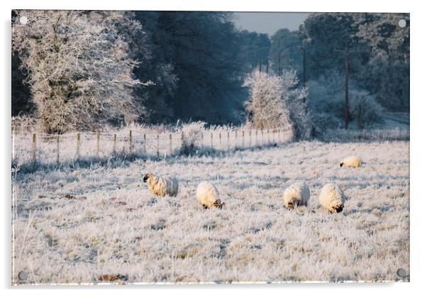 Sheep grazing a frost covered field. Norfolk, UK. Acrylic by Liam Grant
