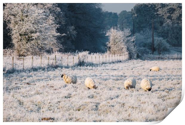 Sheep grazing a frost covered field. Norfolk, UK. Print by Liam Grant