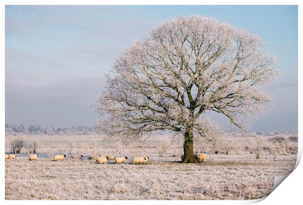 Sheep gathered under a tree covered in a thick hoa Print by Liam Grant