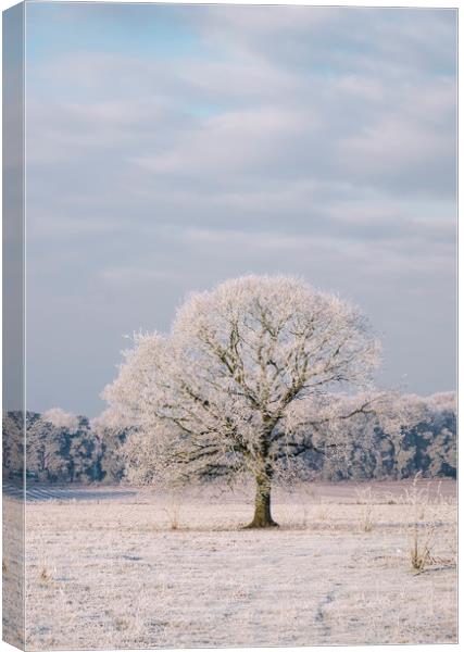 Tree covered in a thick hoar frost. Norfolk, UK. Canvas Print by Liam Grant