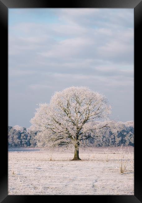 Tree covered in a thick hoar frost. Norfolk, UK. Framed Print by Liam Grant