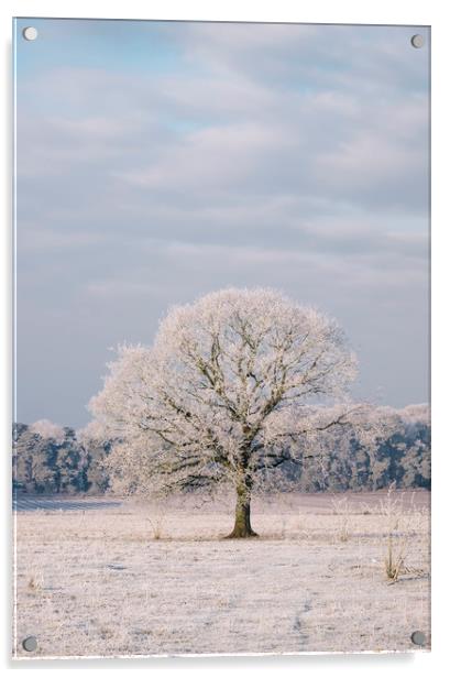 Tree covered in a thick hoar frost. Norfolk, UK. Acrylic by Liam Grant