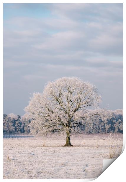 Tree covered in a thick hoar frost. Norfolk, UK. Print by Liam Grant