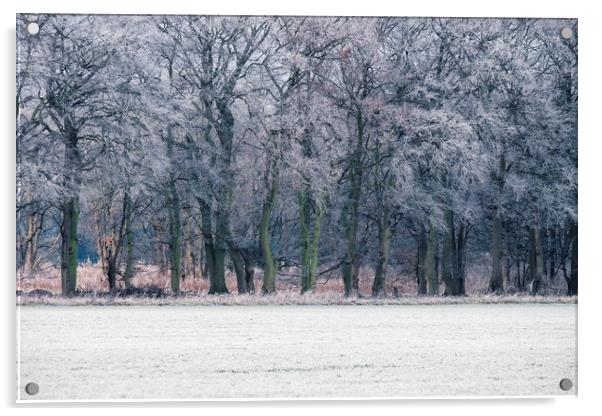 Edge of a woodland covered in a thick hoar frost.  Acrylic by Liam Grant