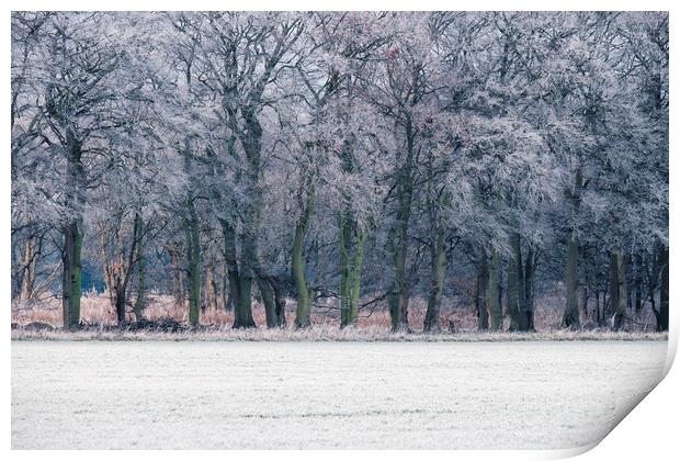 Edge of a woodland covered in a thick hoar frost.  Print by Liam Grant