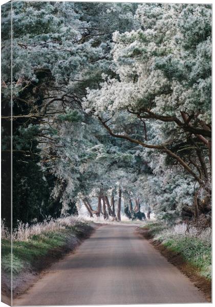 Hoar frost covered trees lining a rural road. Norf Canvas Print by Liam Grant