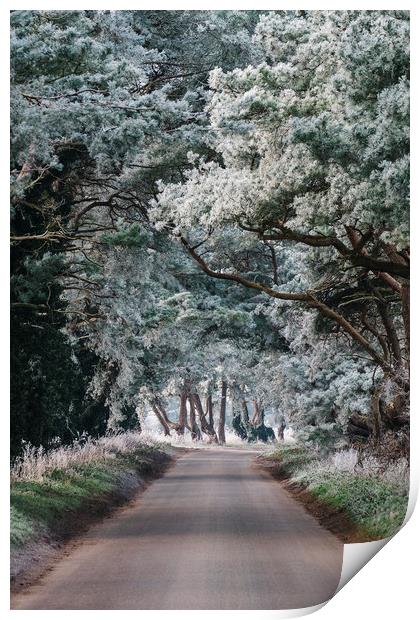 Hoar frost covered trees lining a rural road. Norf Print by Liam Grant