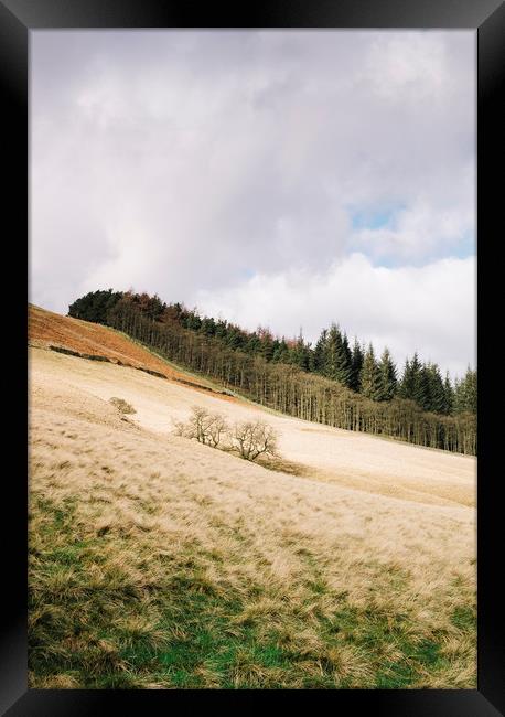 Trees on a sunlit hillside. Derbyshire, UK. Framed Print by Liam Grant