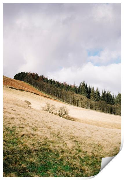 Trees on a sunlit hillside. Derbyshire, UK. Print by Liam Grant