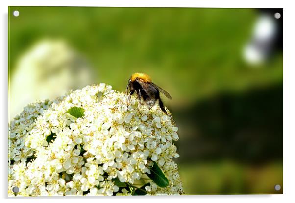 Bee Acrylic by Vishal Arvinda
